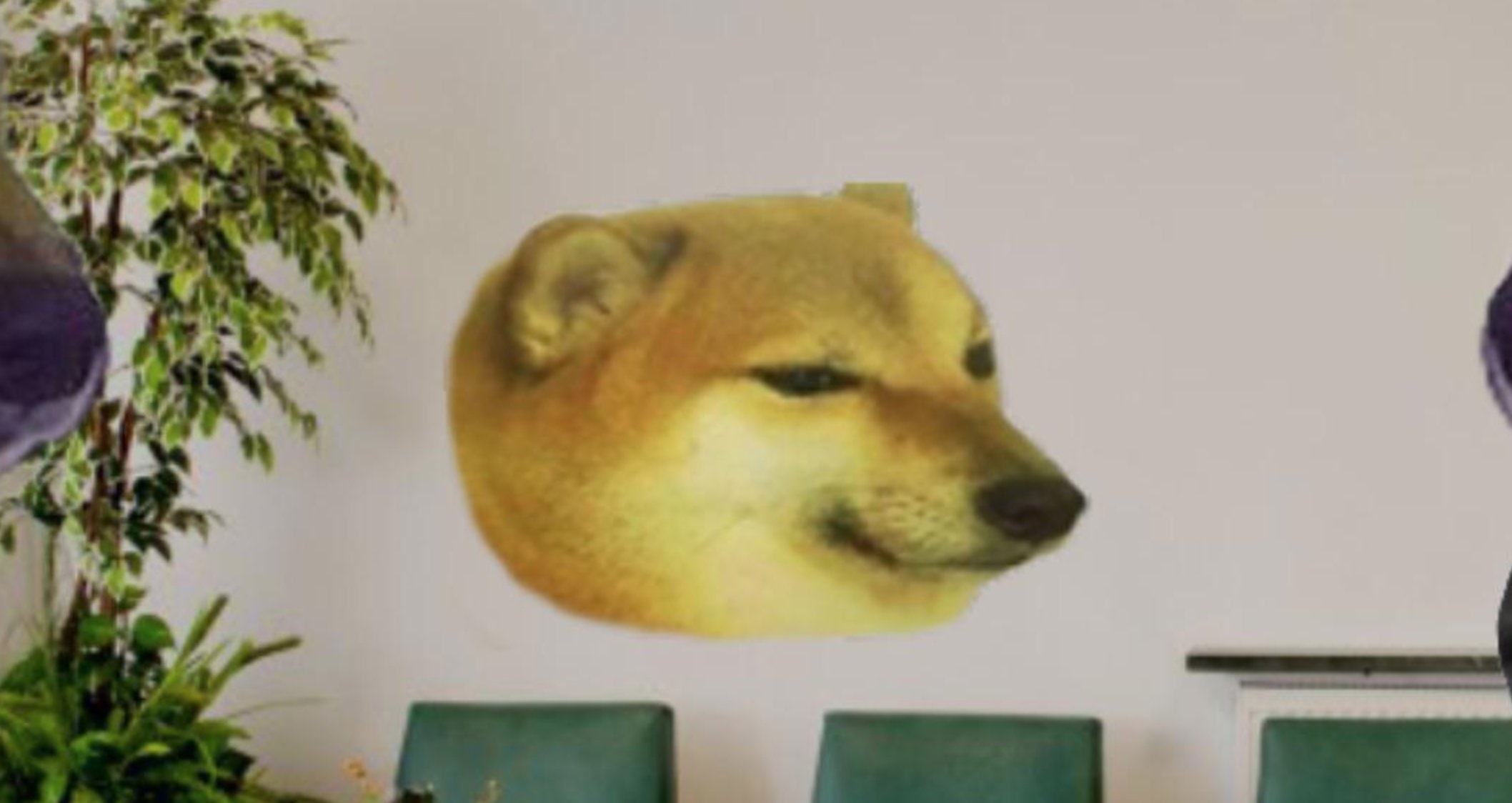 Balltze the Shiba Inu represented as the Cheems meme